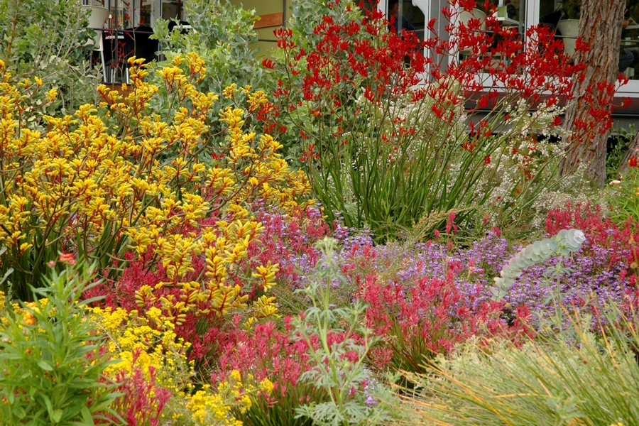 Adding Native Plants To Your Landscape Wa Luxury Landscaping