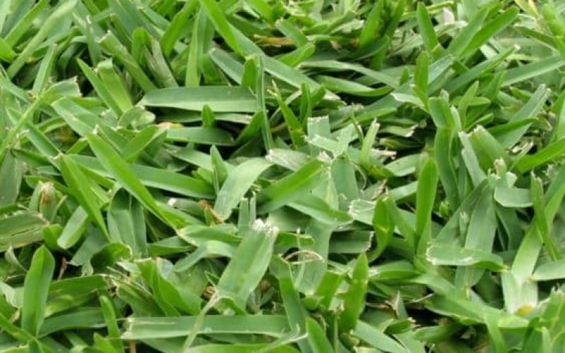 A closeup photo of Buffalo styled grass