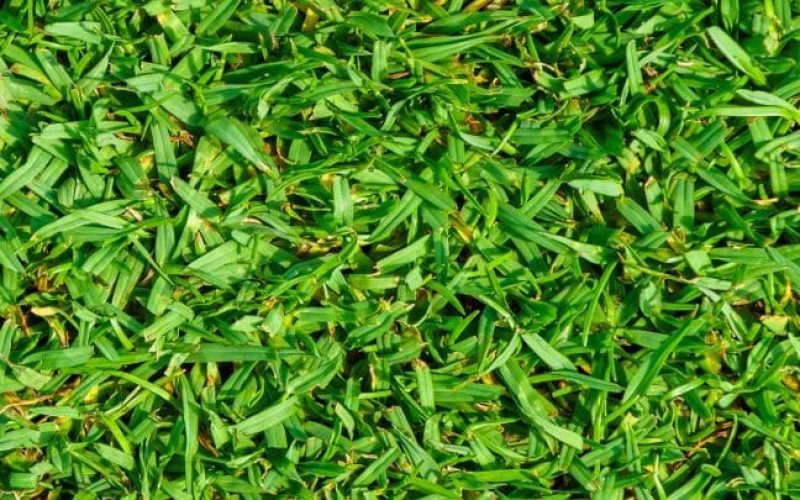 A close up photo of Kikuyu styled grass
