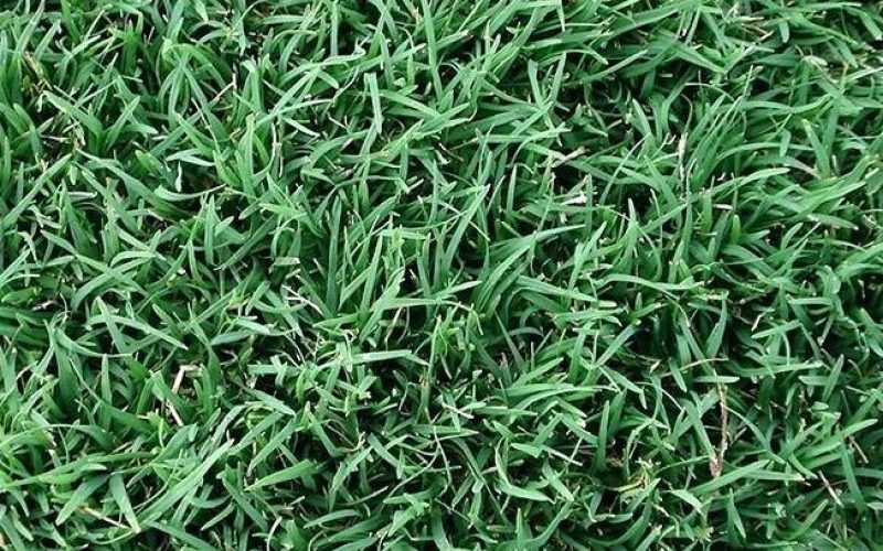 A closeup photo of Winter couch styled grass