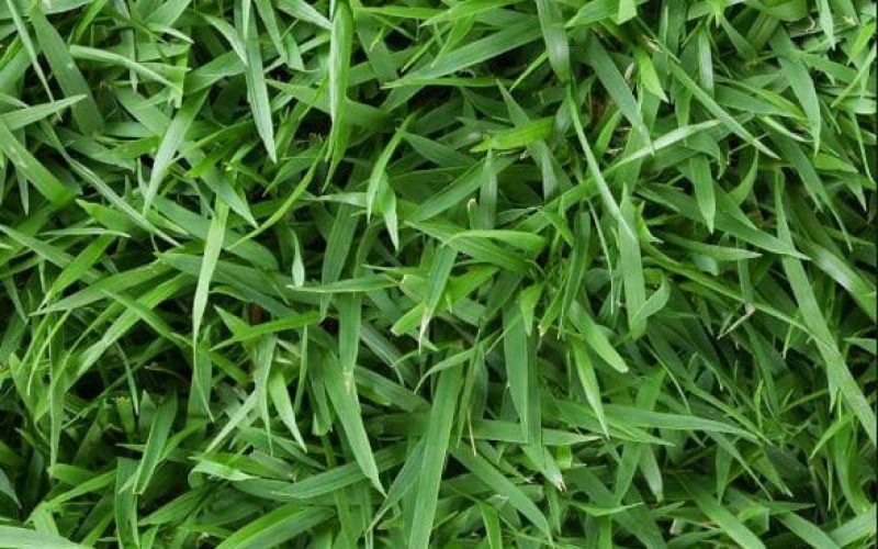 A close up photo of Zoysia styled grass